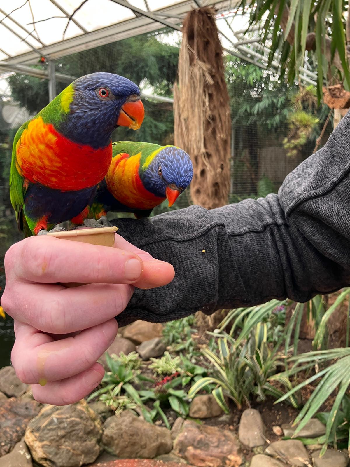 Foto 40 bij artikel "Uitje naar de Orchideenhoeve in Luttelgeest".